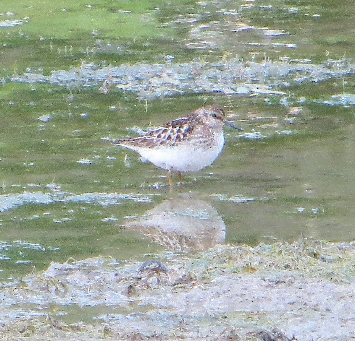 Least Sandpiper - ML108188291