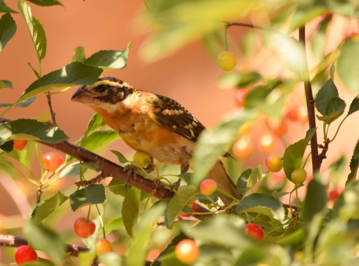 Black-headed Grosbeak - ML108188321