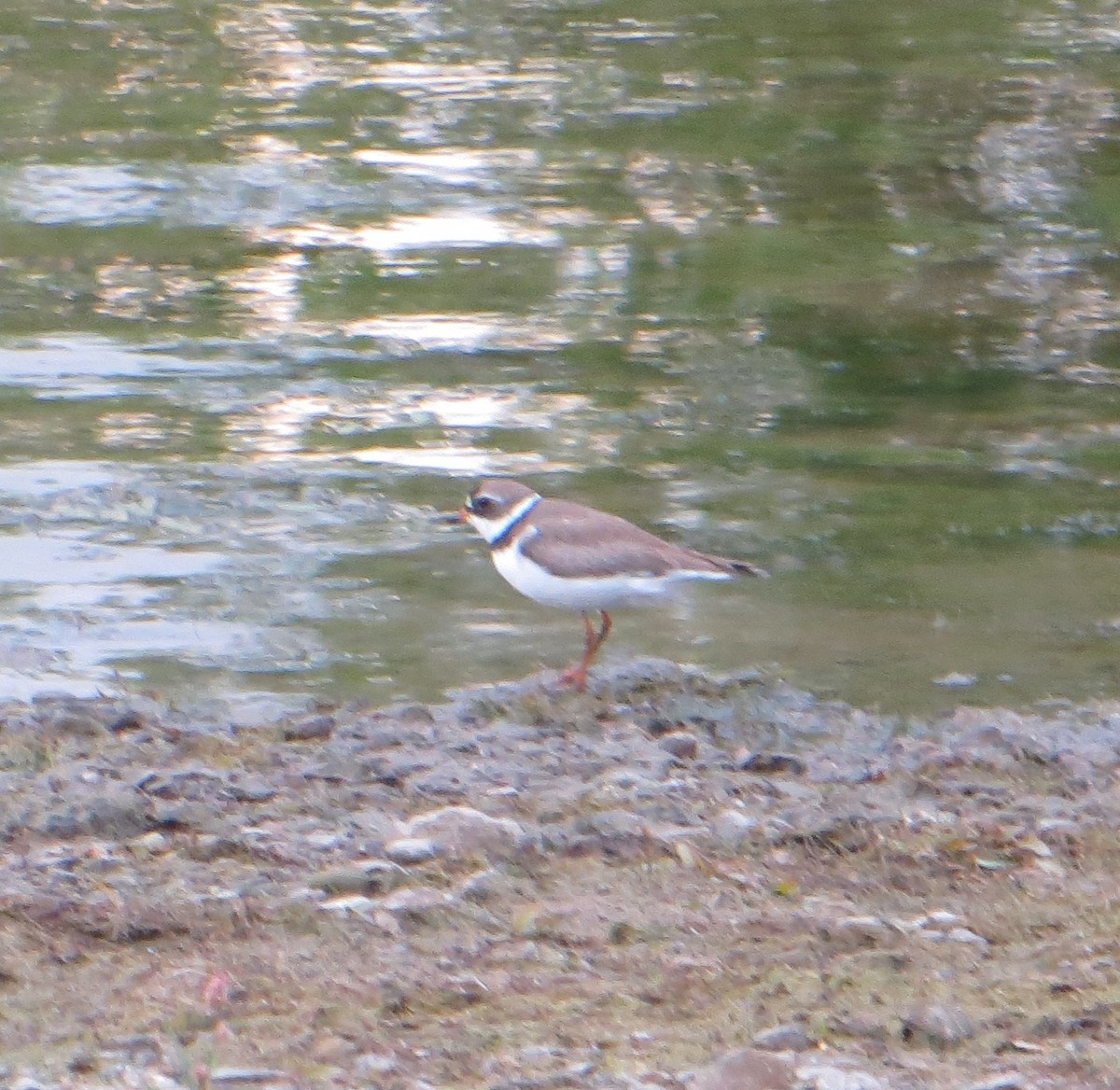 Semipalmated Plover - ML108188531