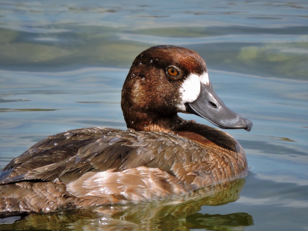 Lesser Scaup - ML108188621