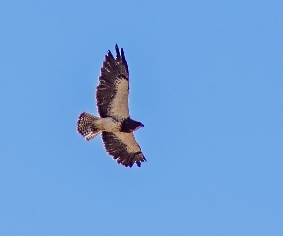 Swainson's Hawk - ML108189761