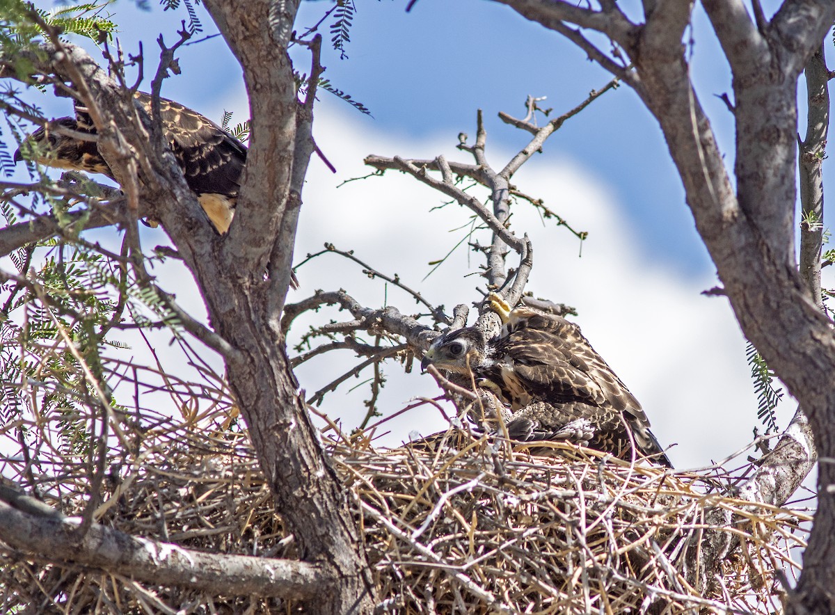 Swainson's Hawk - ML108189801