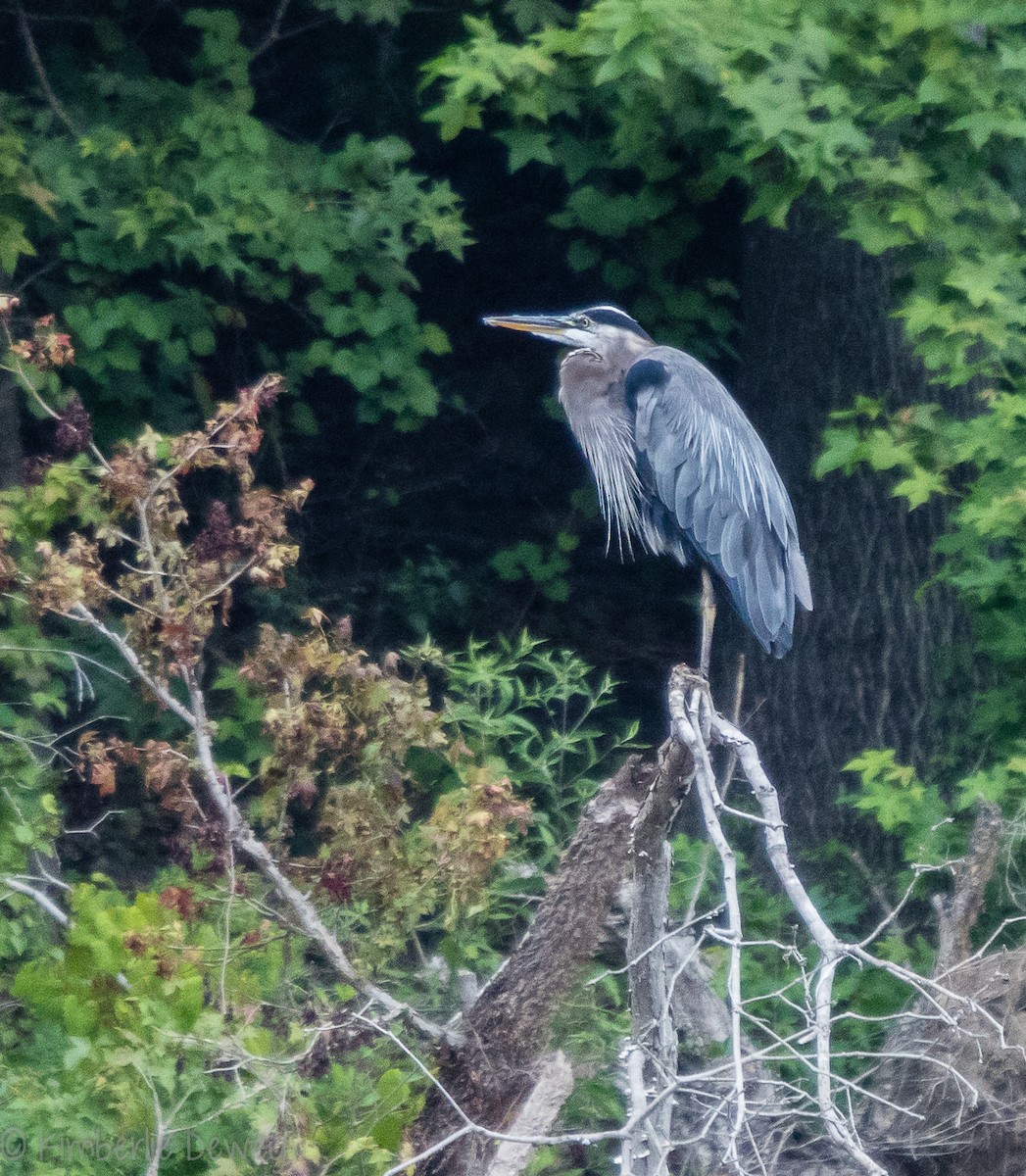 Great Blue Heron - ML108189841