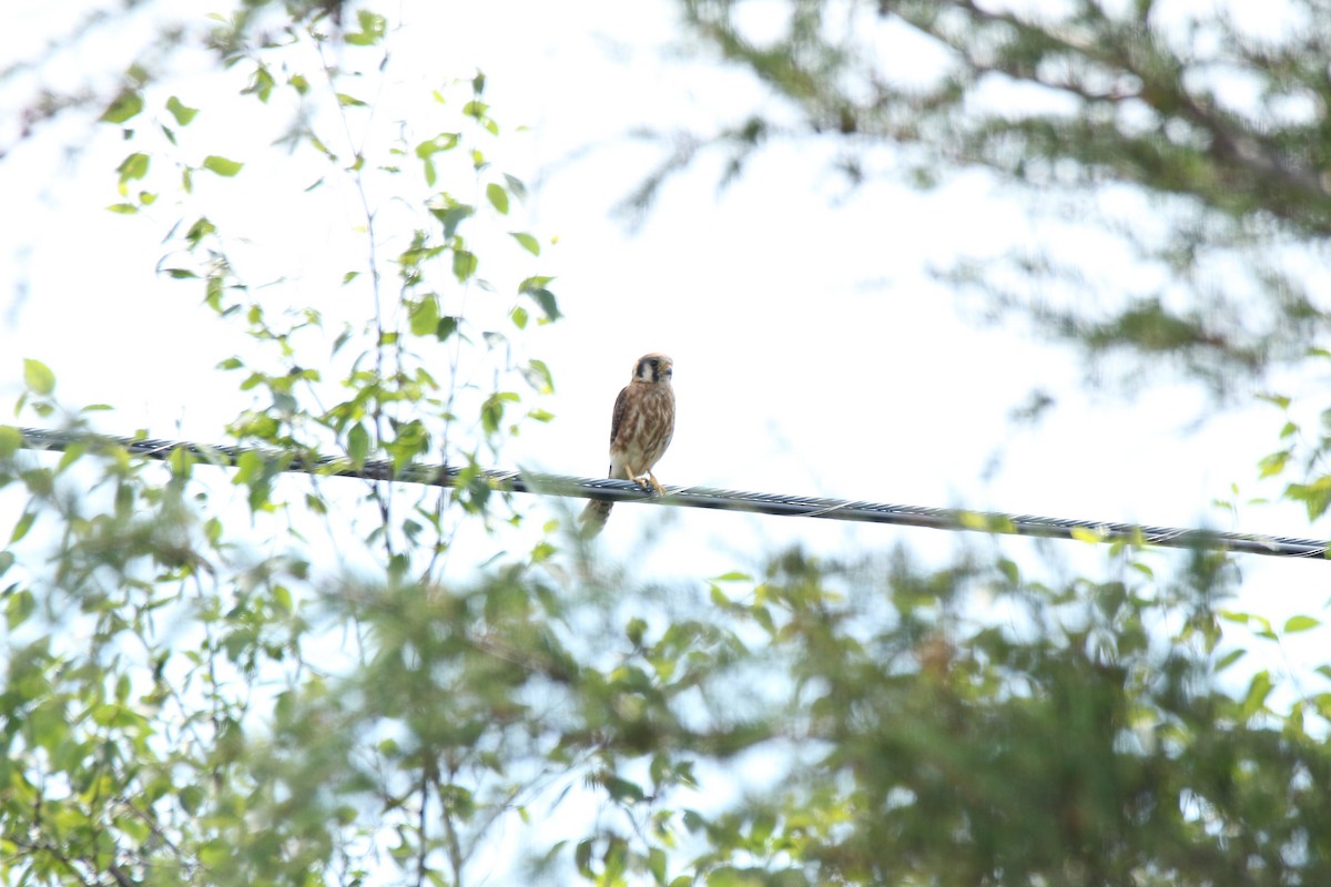 American Kestrel - ML108191071