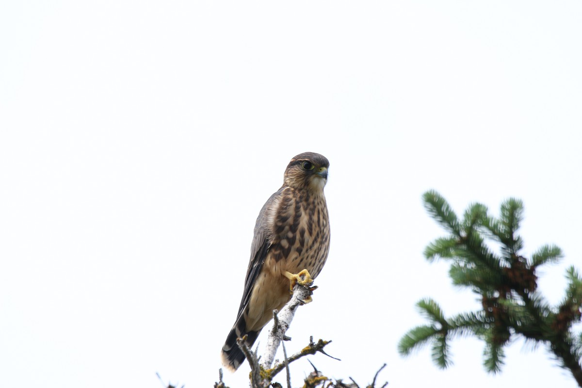 Merlin - ML108191151