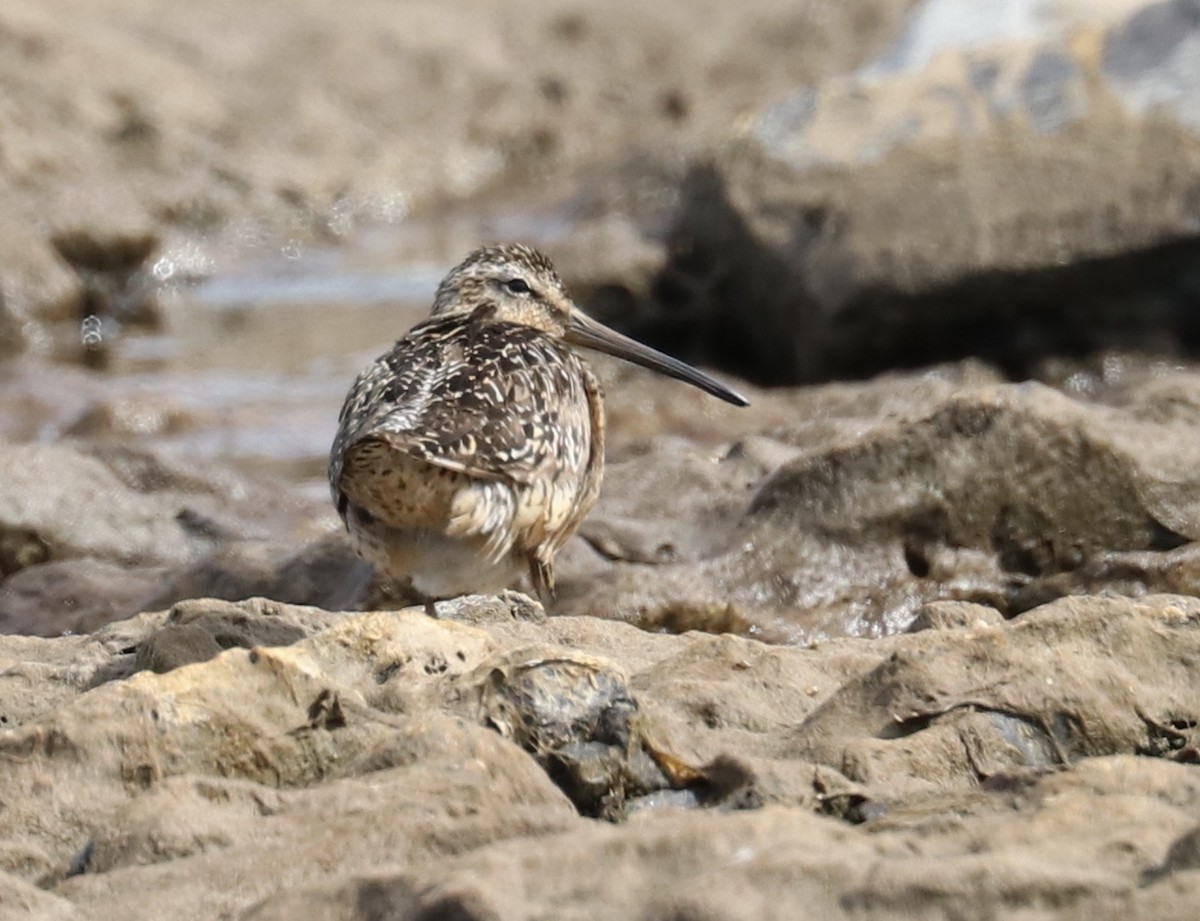 Short-billed Dowitcher - ML108191281