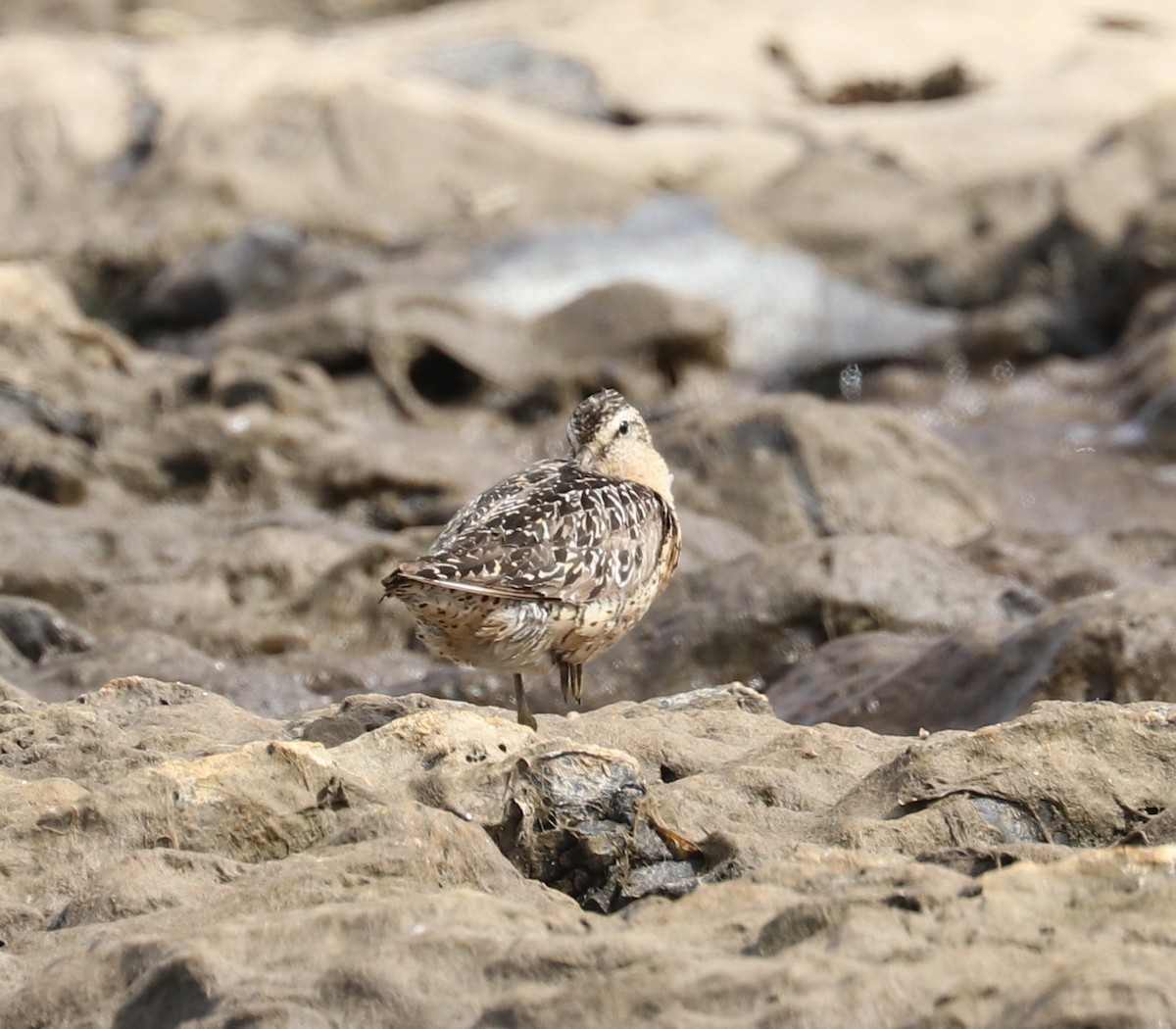 Short-billed Dowitcher - ML108191291