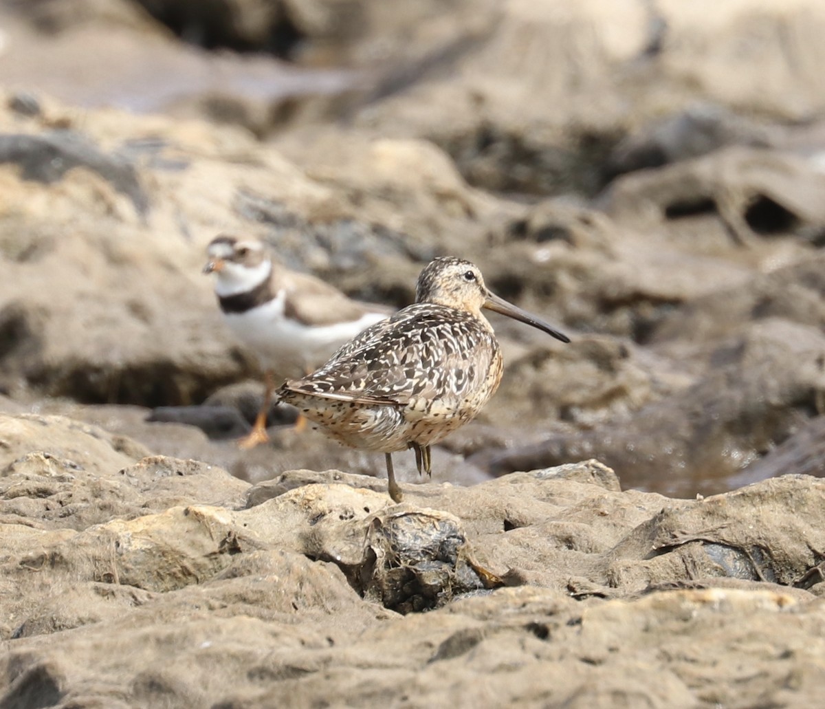 Short-billed Dowitcher - ML108191301