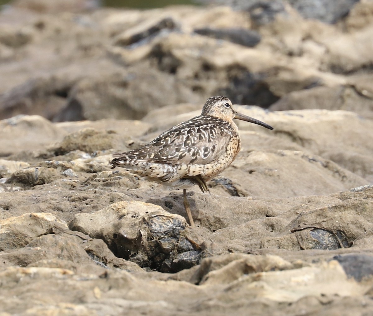 Short-billed Dowitcher - ML108191321