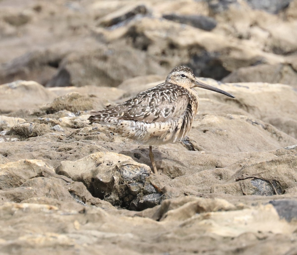 Short-billed Dowitcher - ML108191331