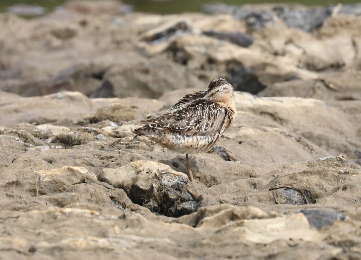 Short-billed Dowitcher - ML108191351