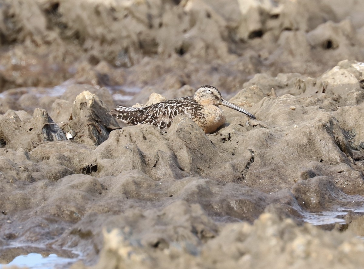 Short-billed Dowitcher - ML108191361