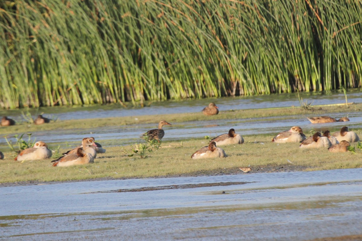 Egyptian Goose - ML108195101