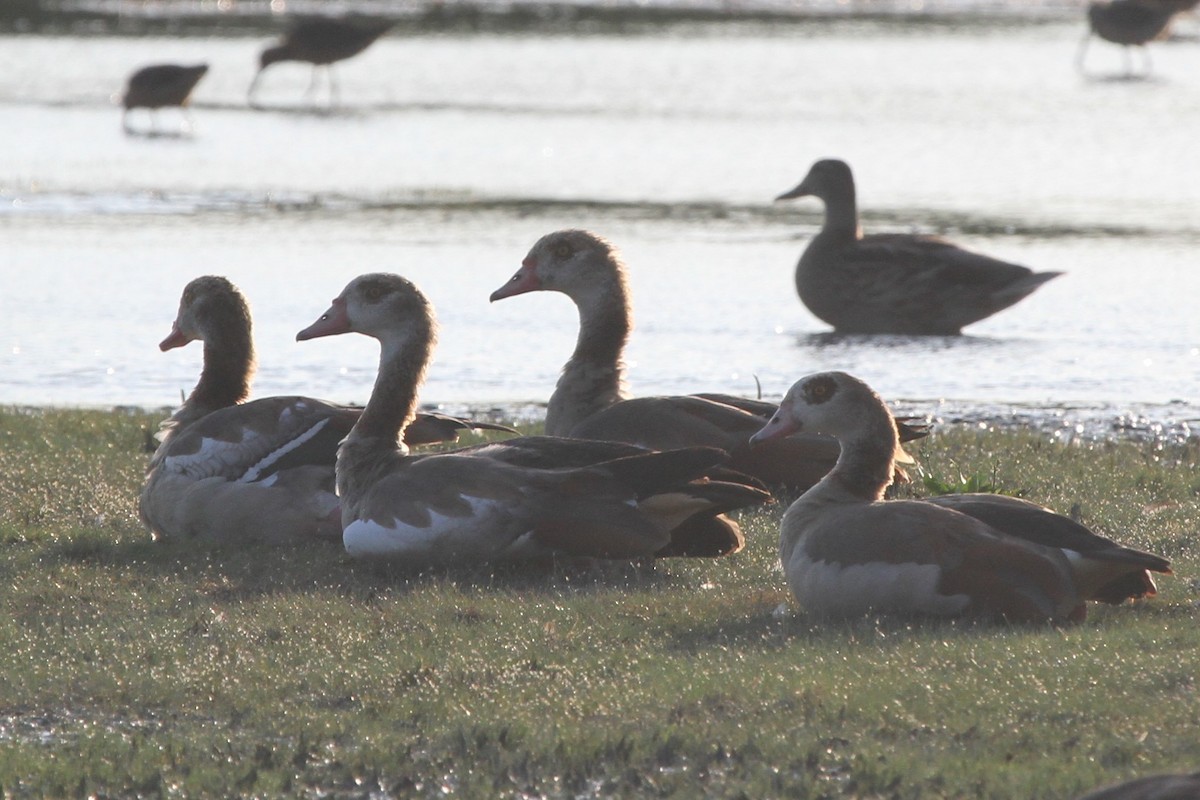 Egyptian Goose - ML108195301