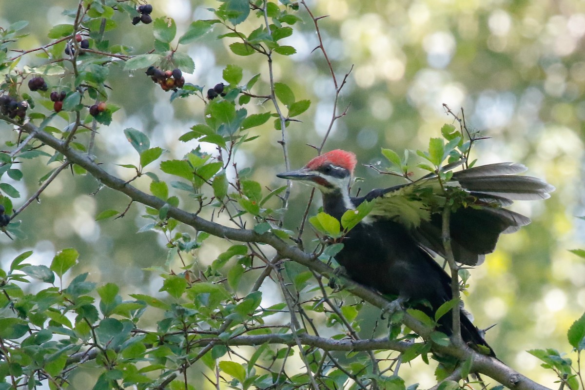 Pileated Woodpecker - Dan Ellison