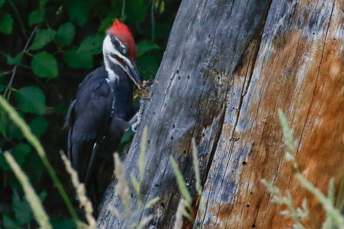 Pileated Woodpecker - Dan Ellison