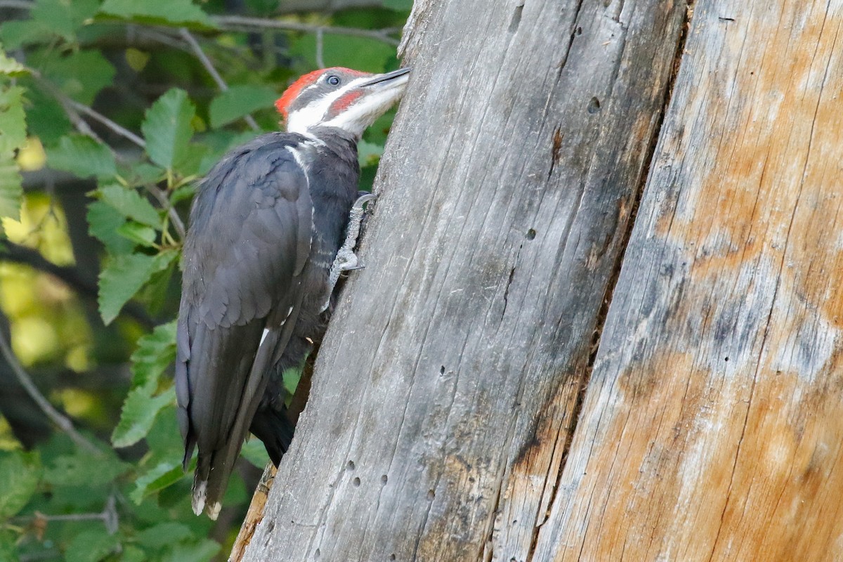 Pileated Woodpecker - Dan Ellison