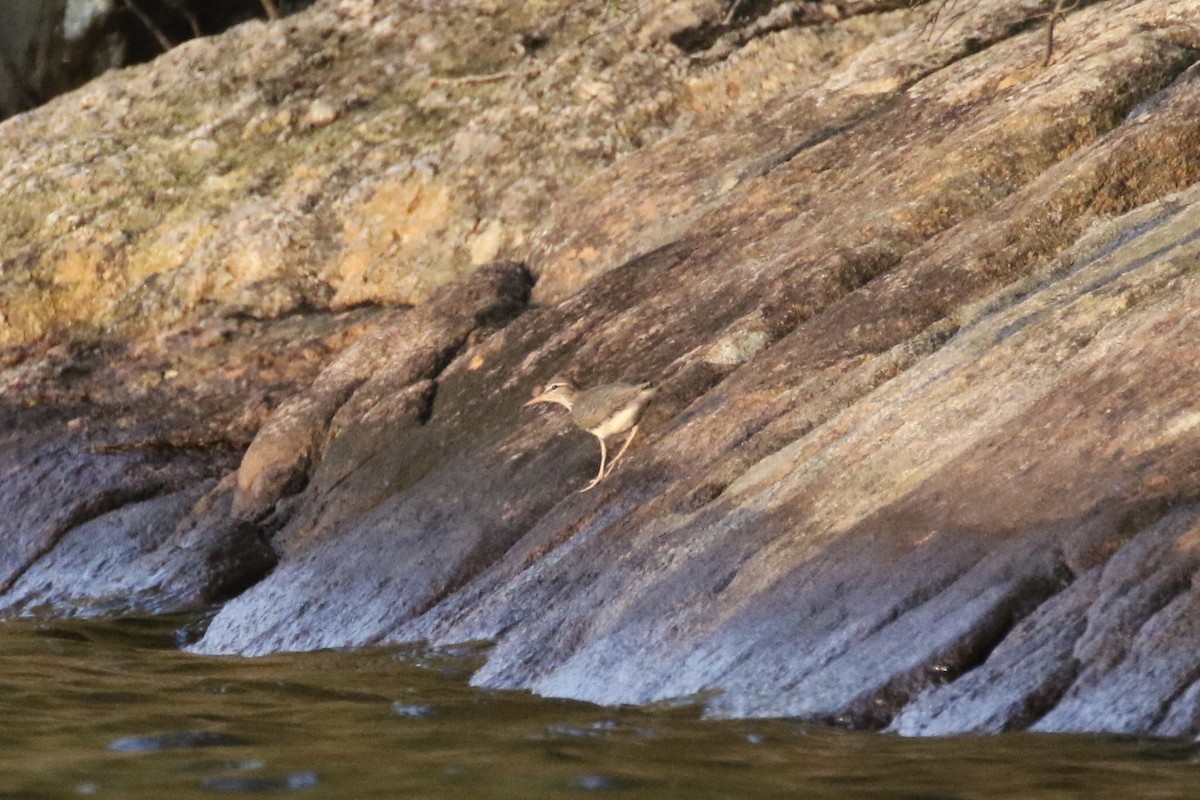 Spotted Sandpiper - Malinda Chapman