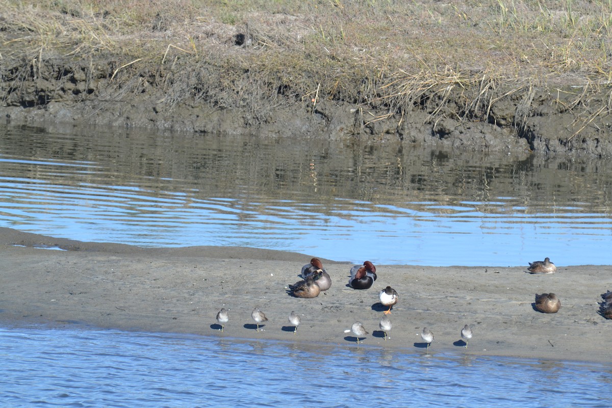 Northern Shoveler - ML108196401