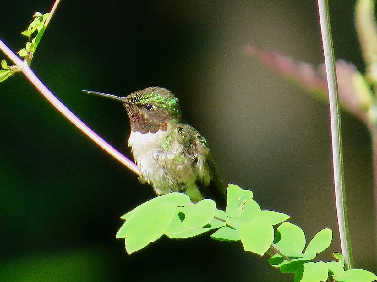 Ruby-throated Hummingbird - ML108199011