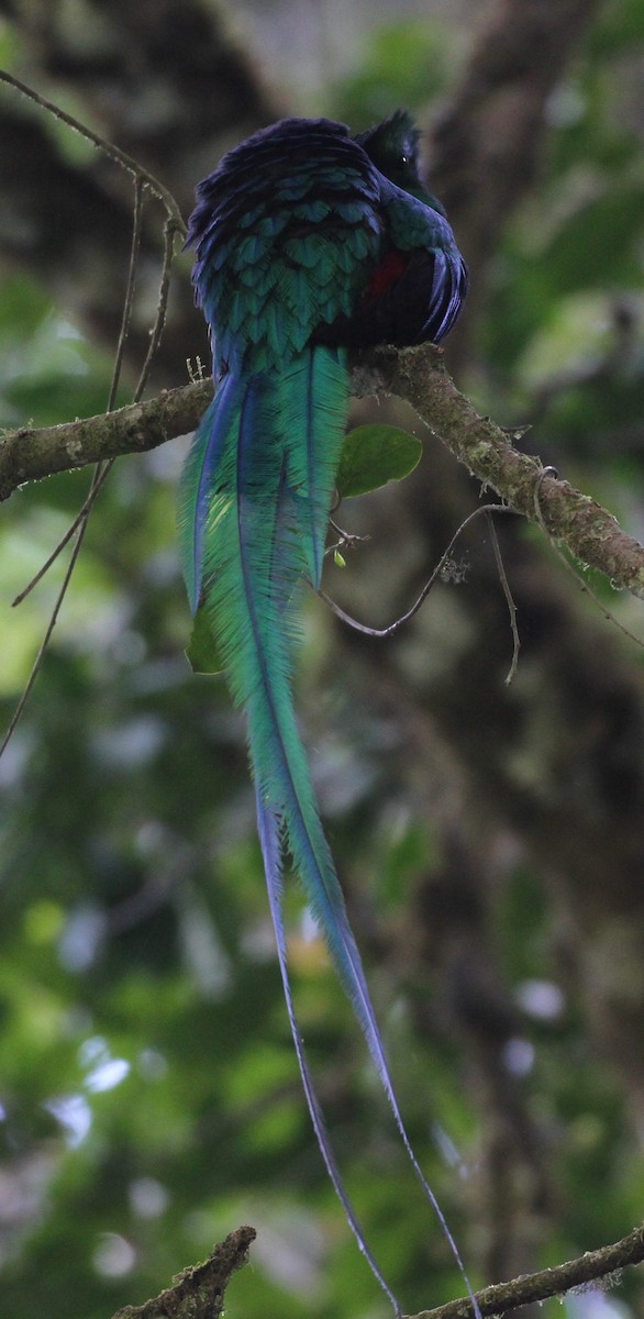 Quetzal resplendissant - ML108199021