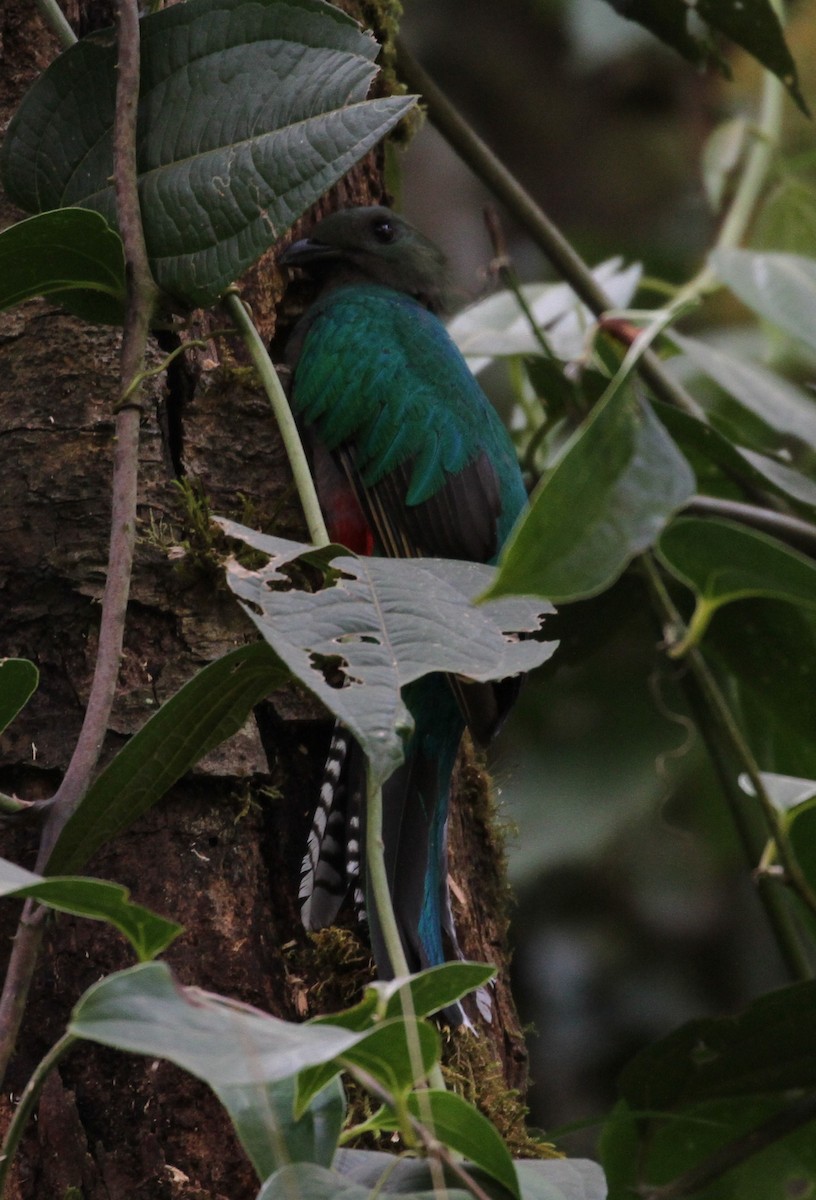 Quetzal Guatemalteco - ML108199251