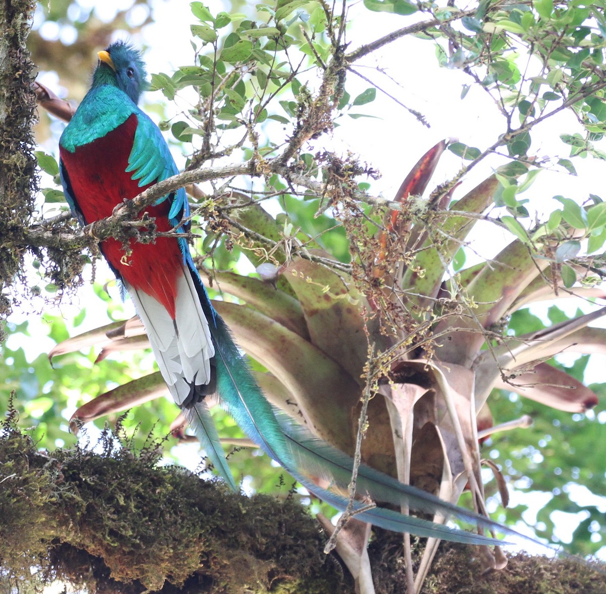 Quetzal Guatemalteco - ML108199331