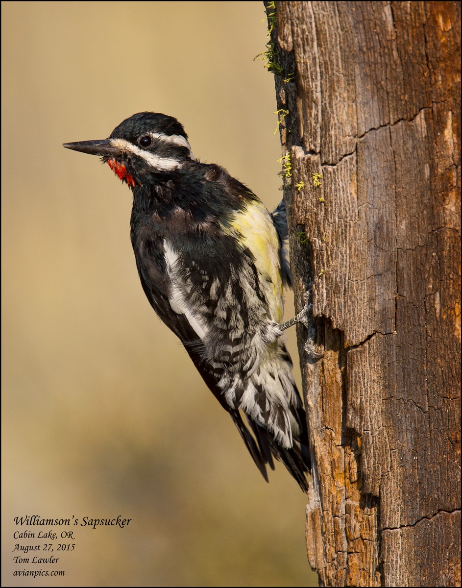 Williamson's Sapsucker - ML108199471