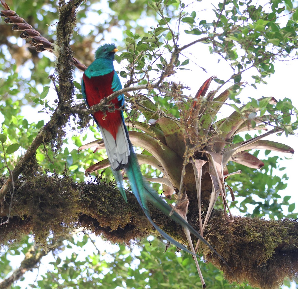 Quetzal Guatemalteco - ML108199511
