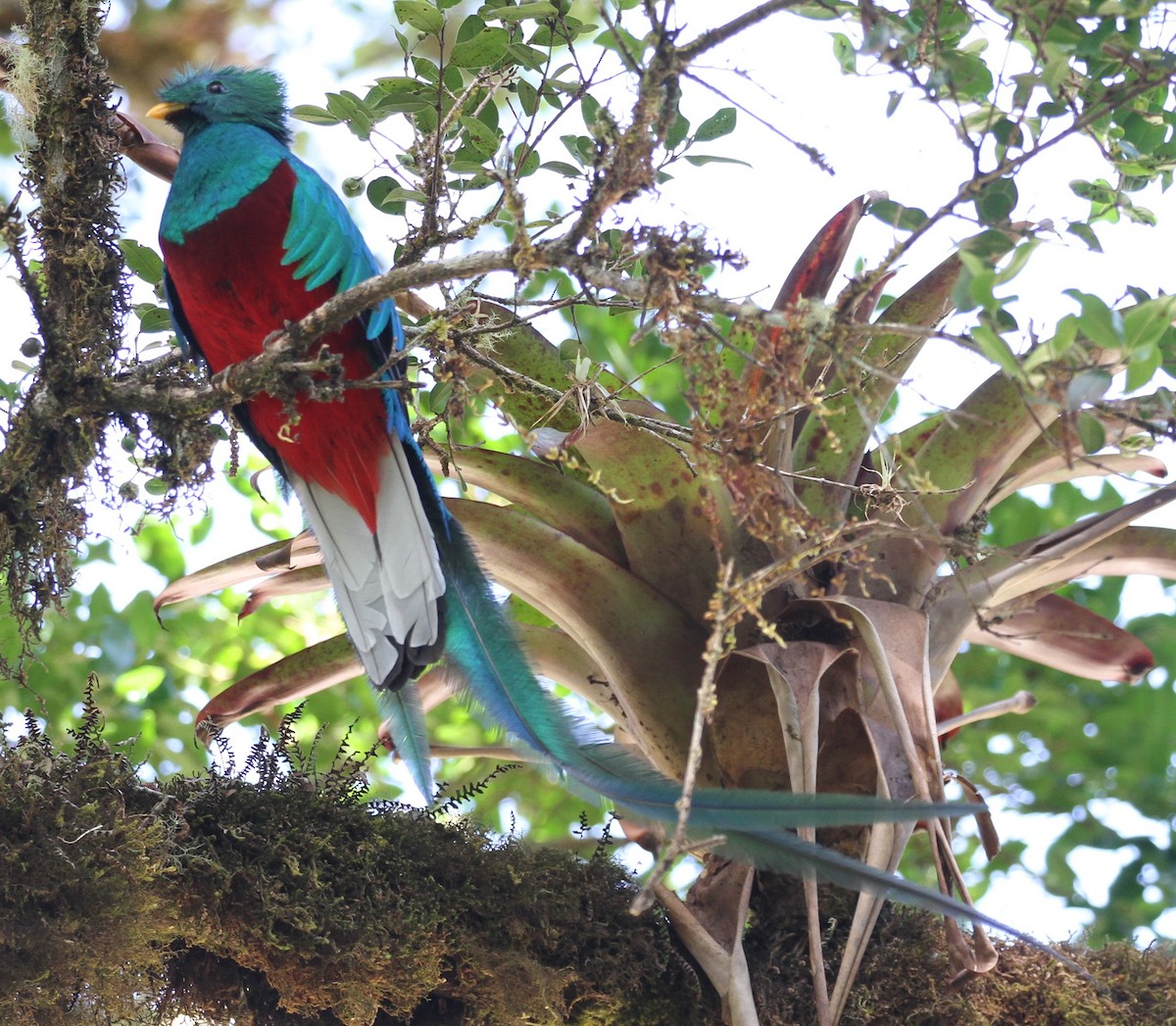 Resplendent Quetzal - Don Coons