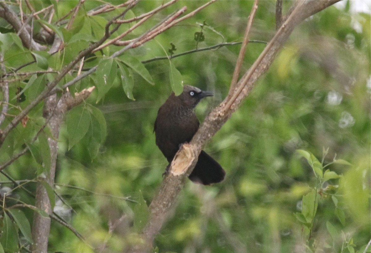 Dusky Babbler - Gil Ewing