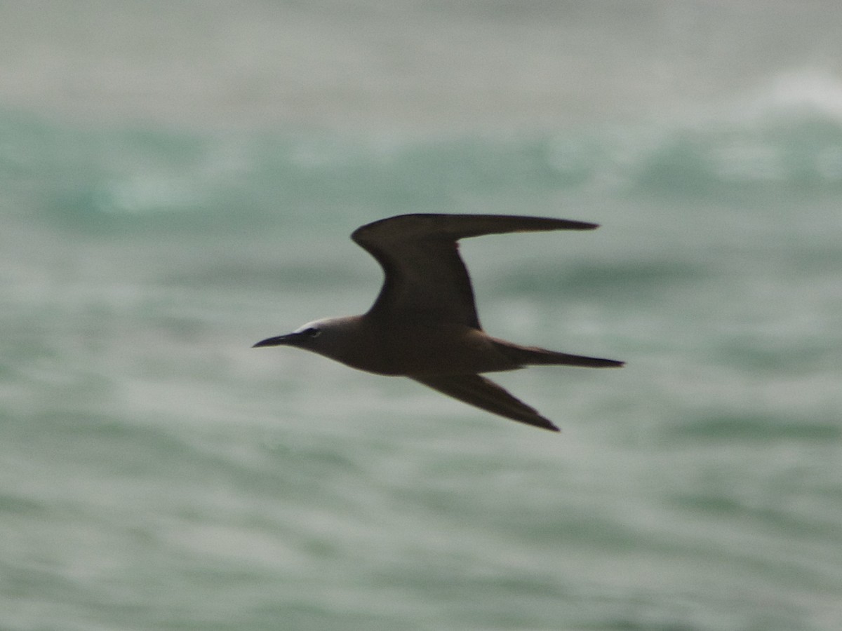 Brown Noddy - Glenda Tromp