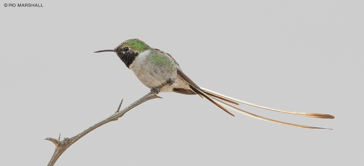 Peruvian Sheartail - ML108203621