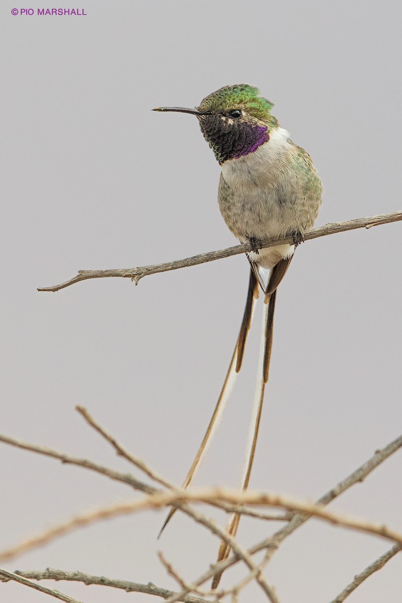 Peruvian Sheartail - ML108203631