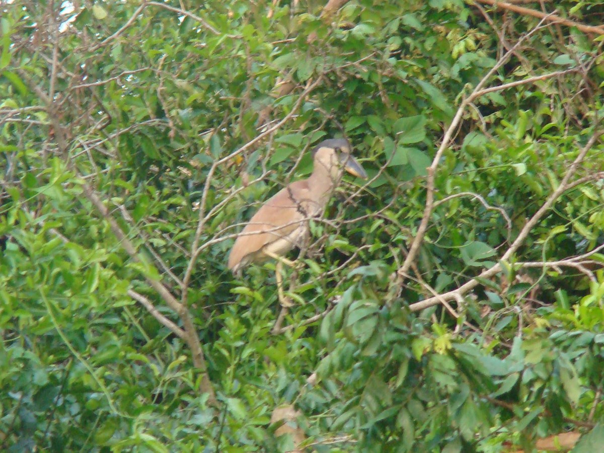 Boat-billed Heron - Ulises Ornstein