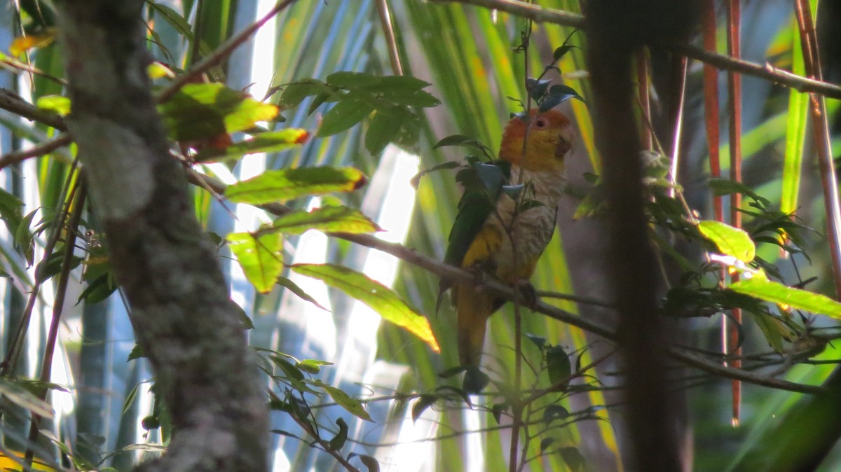 White-bellied Parrot - ML108204891