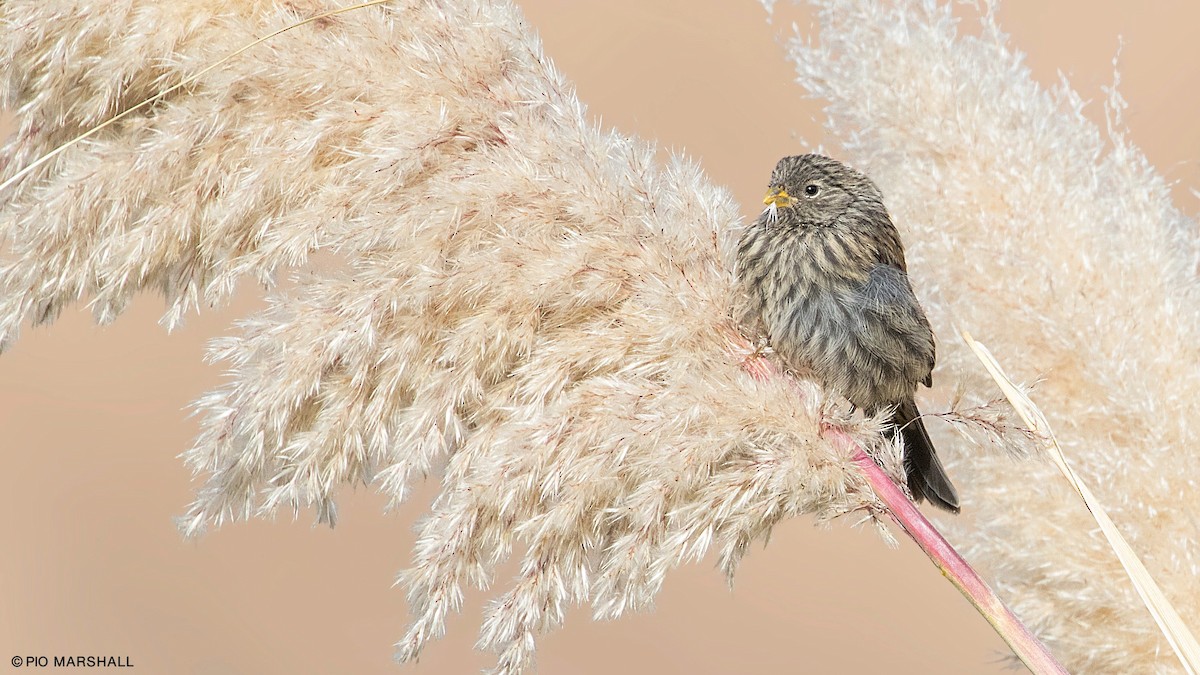 Band-tailed Seedeater - Pio Marshall