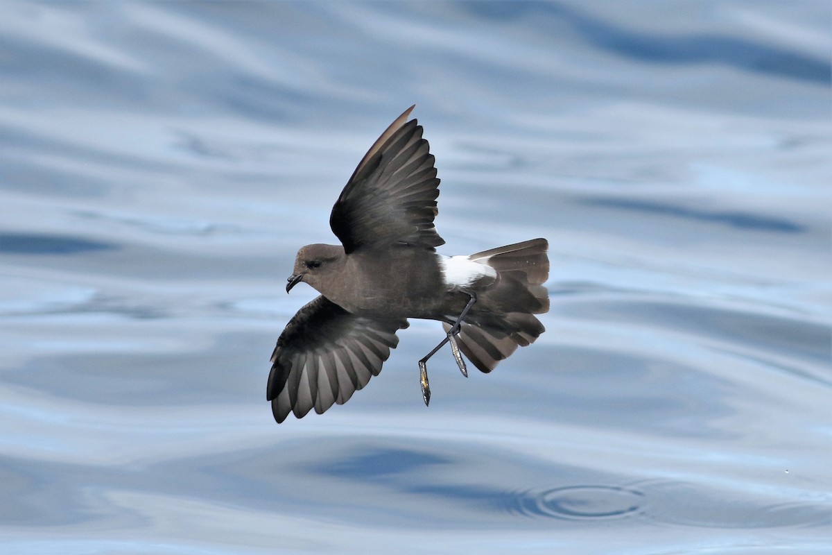 Wilson's Storm-Petrel - Peter Flood