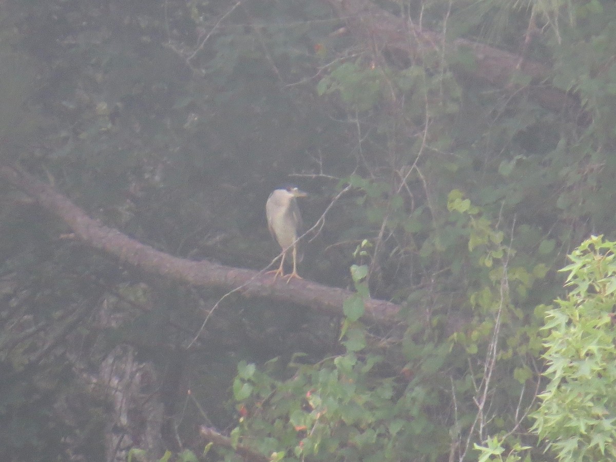 Black-crowned Night Heron - ML108207601