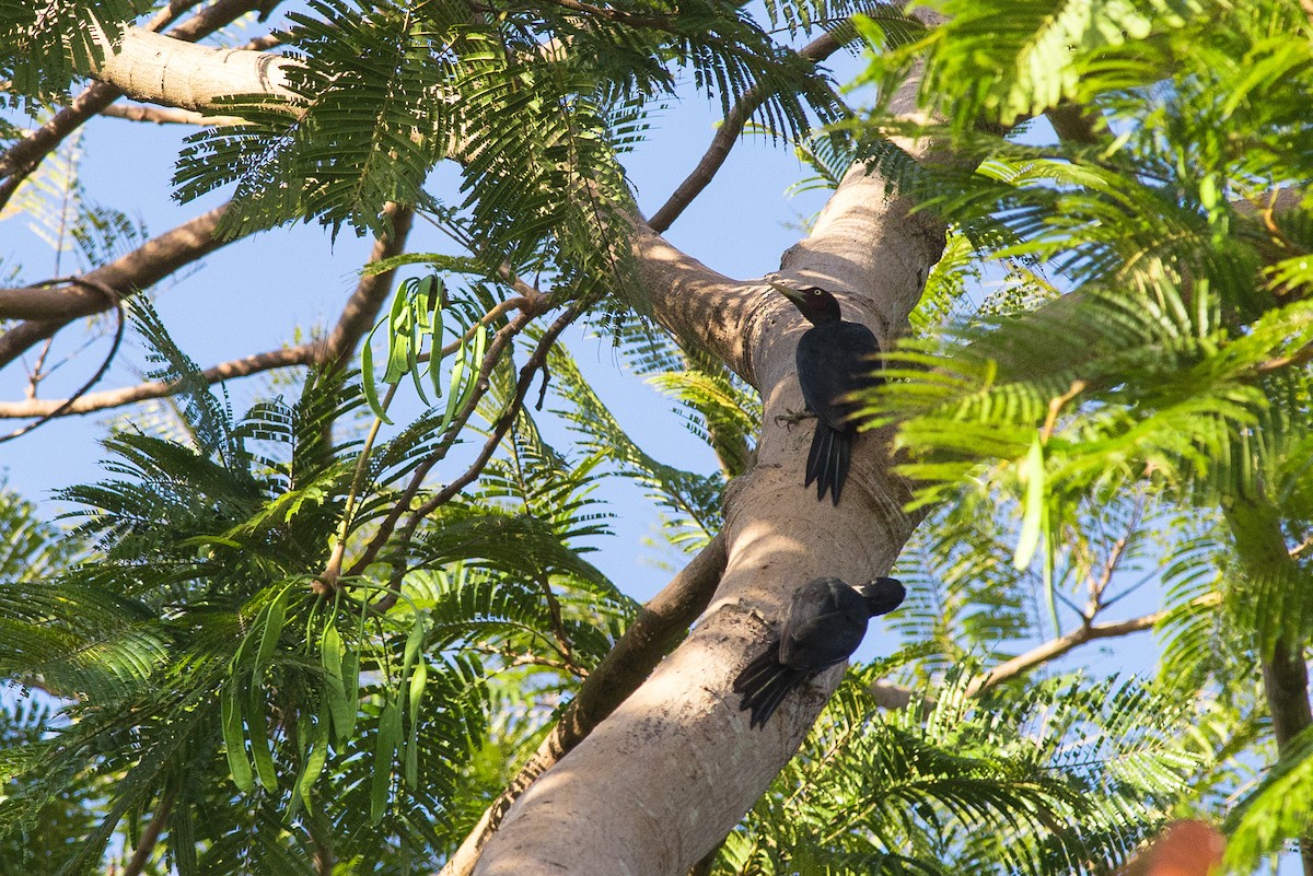 Northern Sooty-Woodpecker - ML108207681