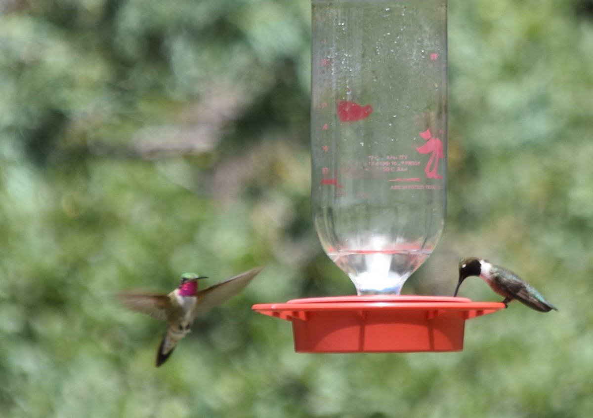 Broad-tailed Hummingbird - ML108208441