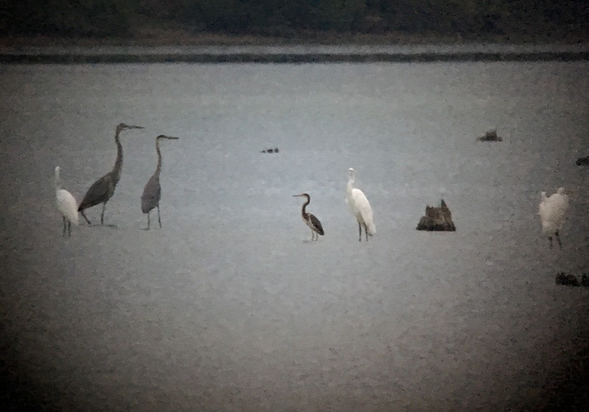 Tricolored Heron - ML108208591