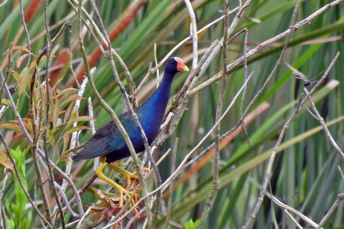 Purple Gallinule - ML108208671