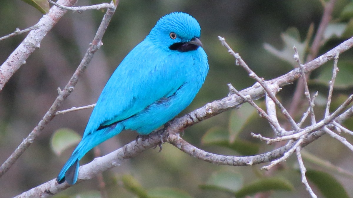 Plum-throated Cotinga - Jean Carlo Rodríguez
