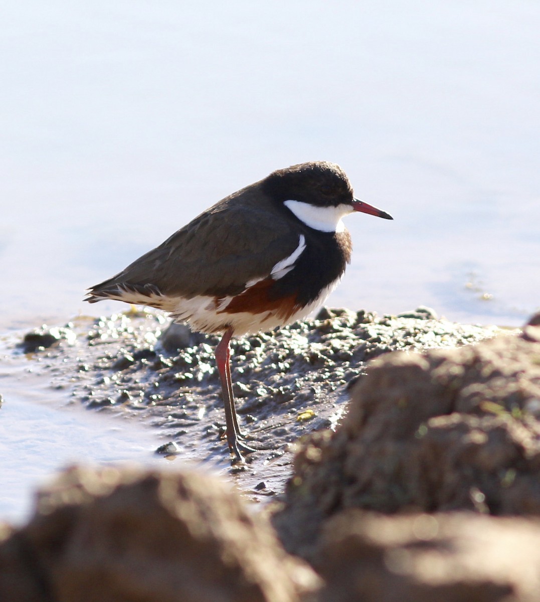 Red-kneed Dotterel - ML108209991