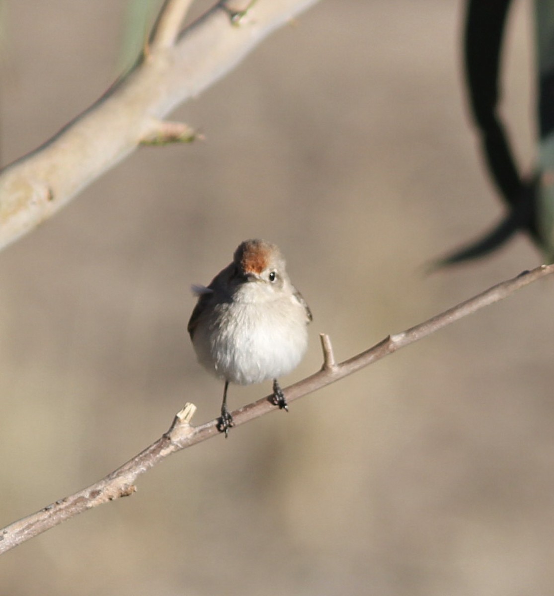 Red-capped Robin - Richard and Margaret Alcorn