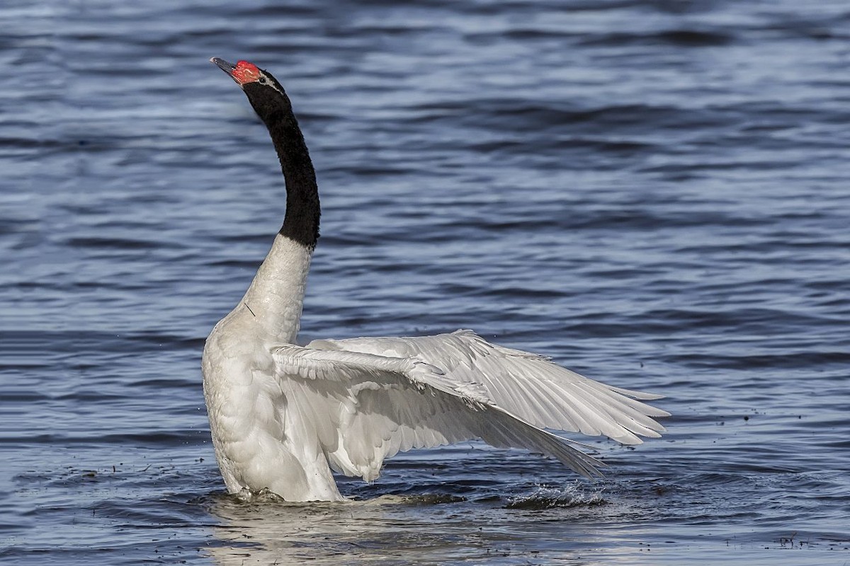 Black-necked Swan - ML108211851