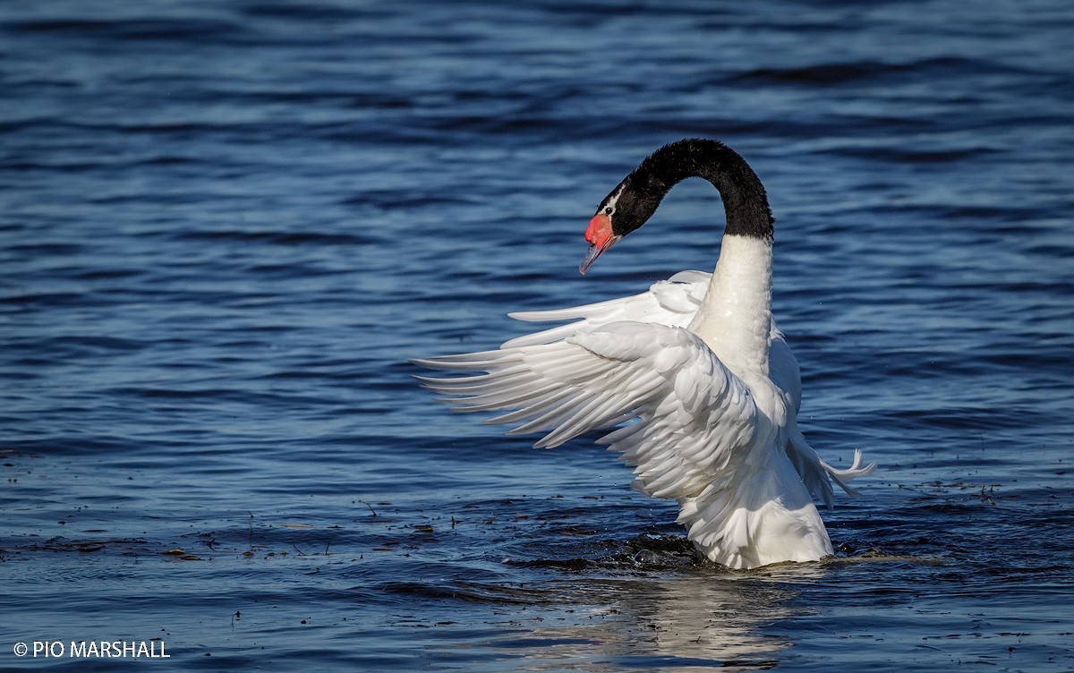 Black-necked Swan - ML108211881