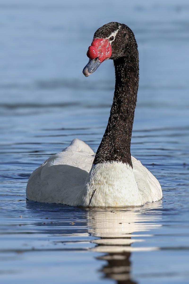 Black-necked Swan - ML108211921