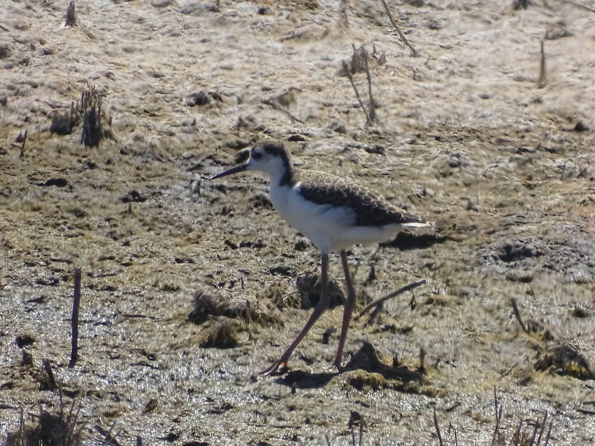 Black-necked Stilt (Black-necked) - ML108211951